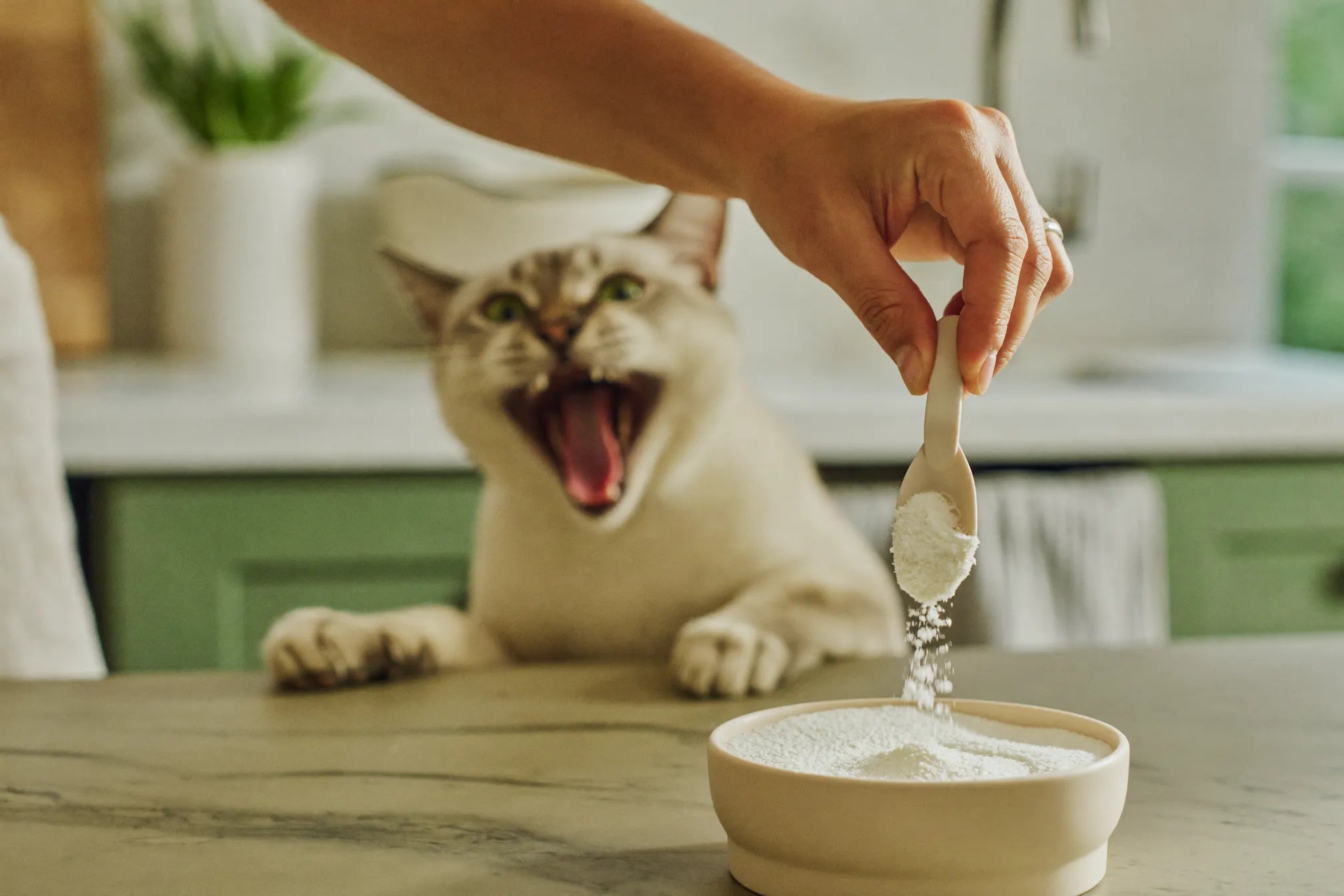 Sprinkling a scoop of Nine Lives taurine onto a cat's food